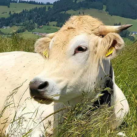 Bergzauber Im Oberallgaeu- Pool- Sauna- Bikepark- Skilift- Loipe- Wanderwege- Stilvoll Und Kinderfreundlich